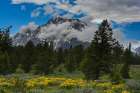 USA, Wyoming. Arrowleaf balsamroot and Mount Moran. Art Print